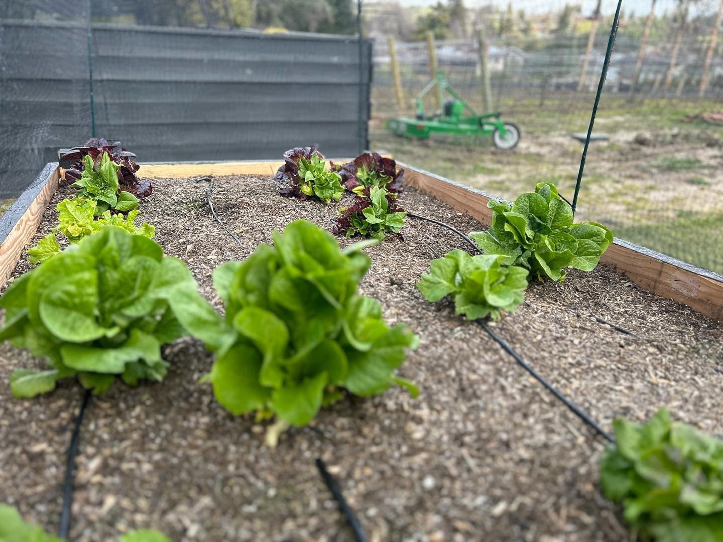 A beautiful Yarden raised bed garden with fresh vegetables growing