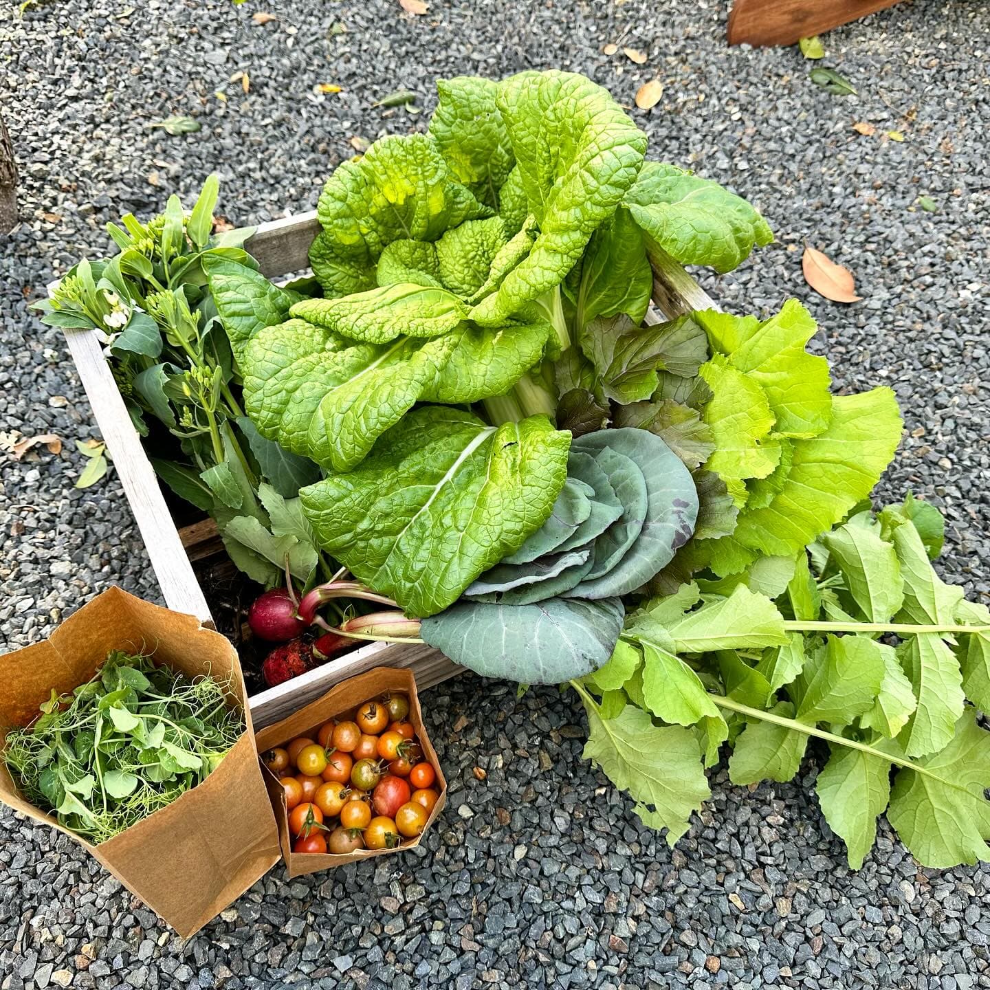 Fresh organic harvest from a Yarden garden